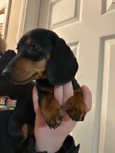 mini dachshunds ready to go! - Photo 6