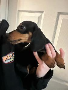 mini dachshunds ready to go! - Photo 7