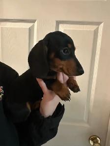 mini dachshunds ready to go! - Photo 8