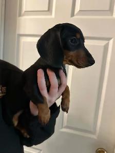 mini dachshunds ready to go! - Photo 9