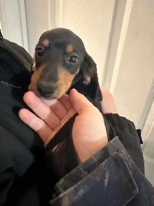 mini dachshunds ready to go! - Photo 10