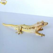 High End Crested Geckos - different morphs to choose from! - Photo 5