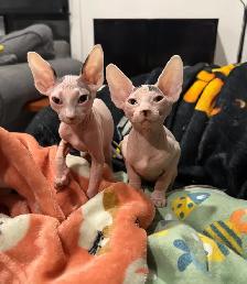 Chatons SPHYNX - Photo 2