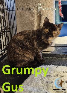 HARVEST SKY ANIMAL RESCUE - 19 ADOPTABLE KITTENS & CATS!! - Photo 2