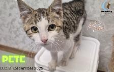 HARVEST SKY ANIMAL RESCUE - 19 ADOPTABLE KITTENS & CATS!! - Photo 3