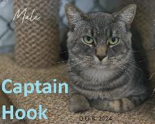 HARVEST SKY ANIMAL RESCUE - 19 ADOPTABLE KITTENS & CATS!! - Photo 6