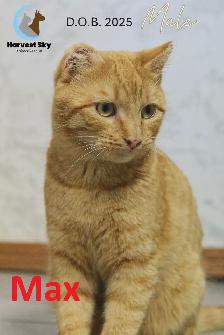 HARVEST SKY ANIMAL RESCUE - 19 ADOPTABLE KITTENS & CATS!! - Photo 7