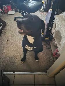 Looking for job asap 343-576-2261