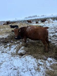 Bred cows - Photo 2
