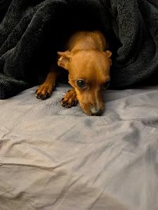 Puppies  for sale - Photo 2