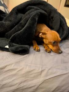 Puppies  for sale - Photo 3