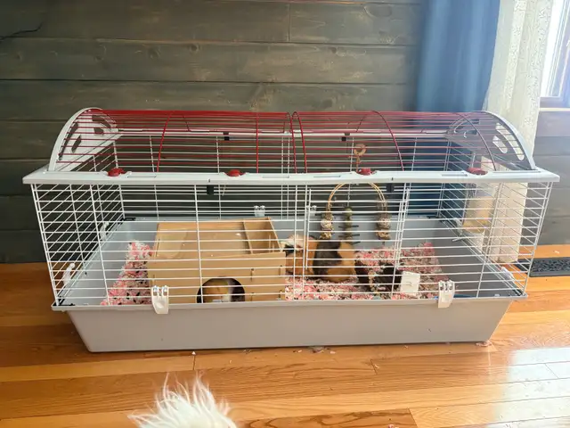 2 male Guinea pigs with cage
