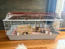 2 male Guinea pigs with cage