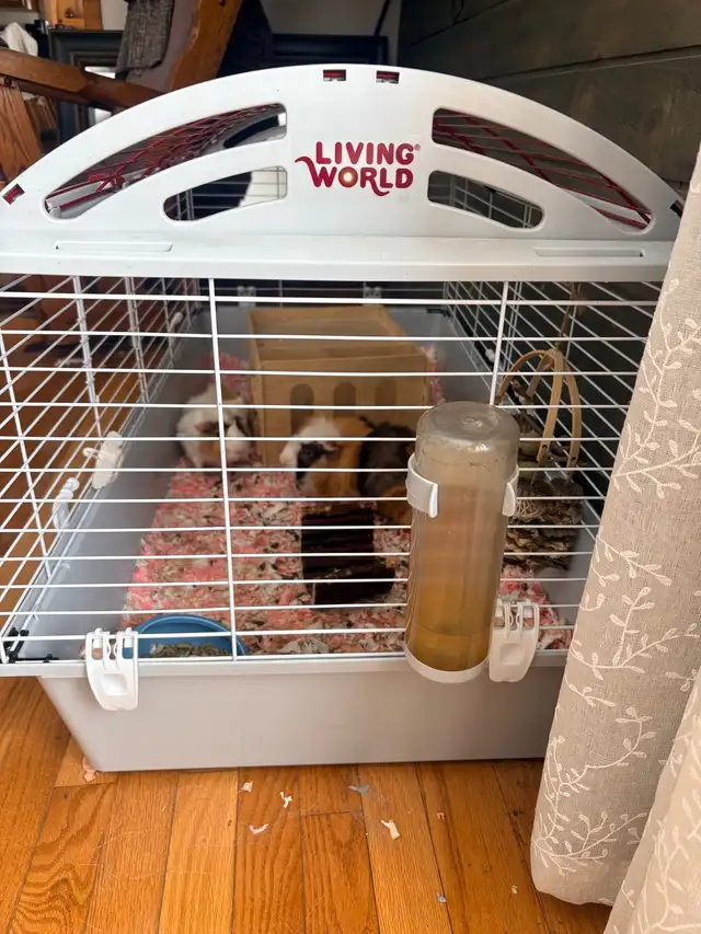 2 male Guinea pigs with cage - Photo 2
