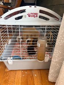 2 male Guinea pigs with cage - Photo 2