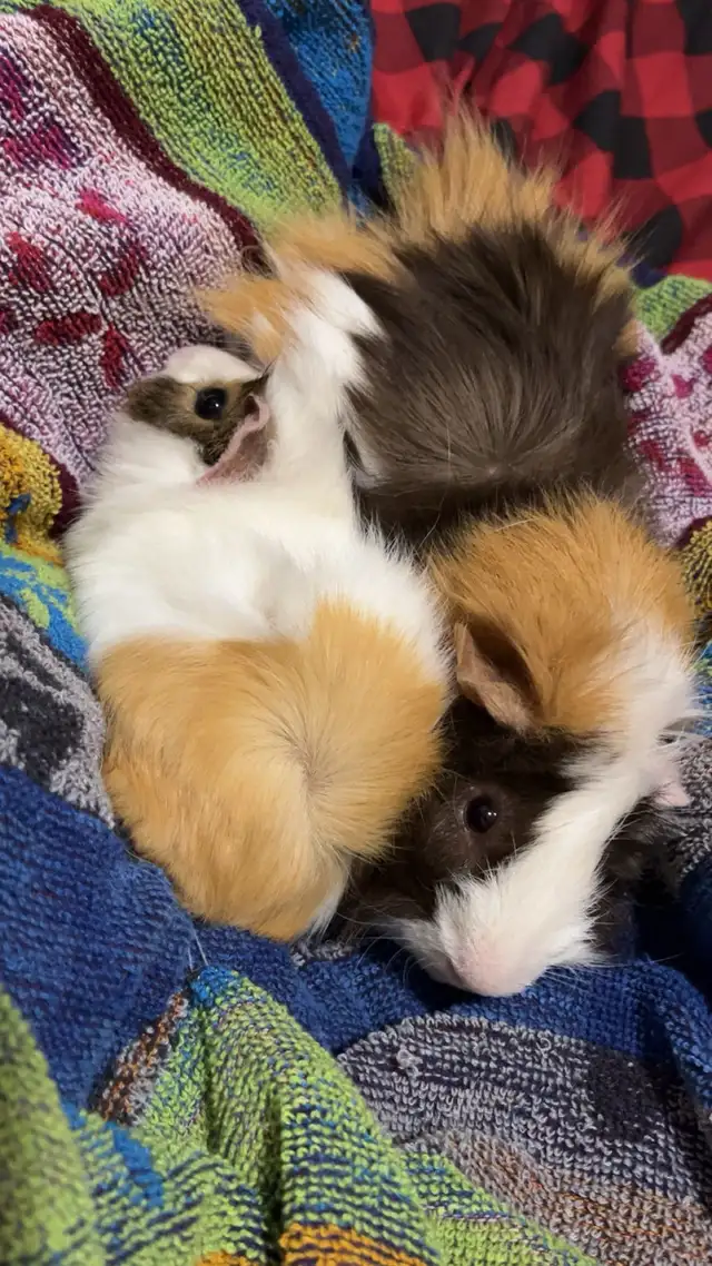 2 male Guinea pigs with cage - Photo 3