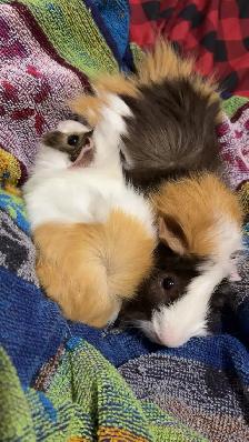 2 male Guinea pigs with cage - Photo 3