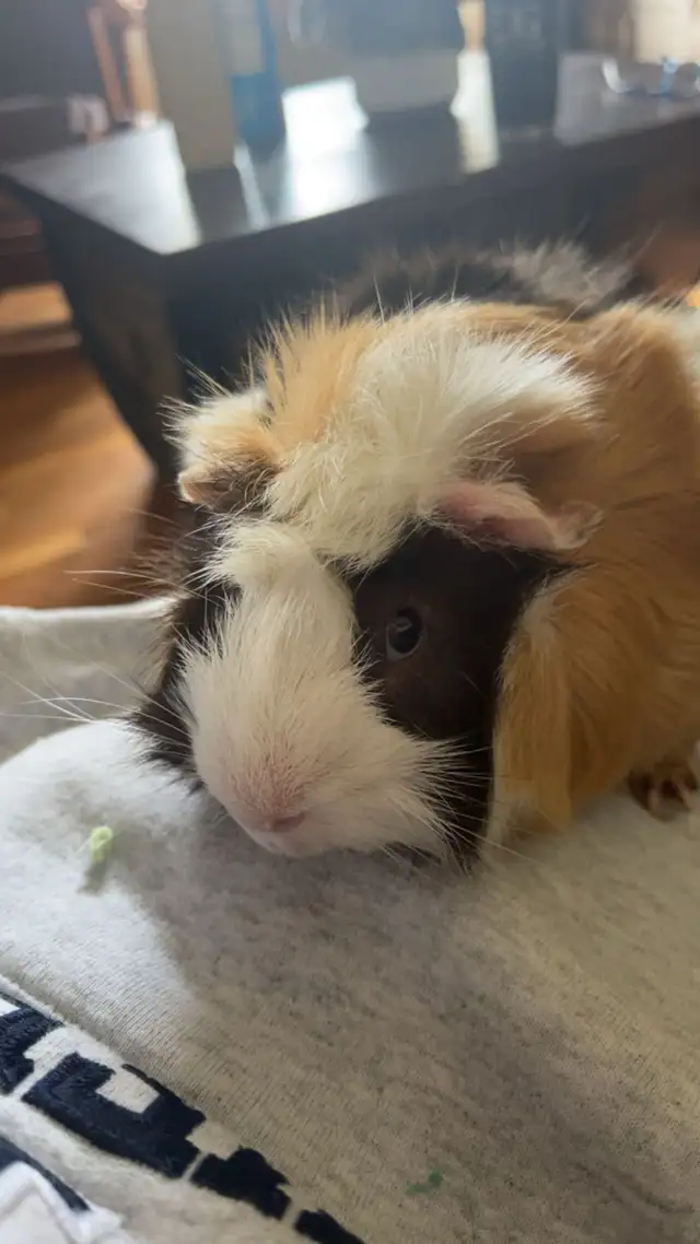 2 male Guinea pigs with cage - Photo 4
