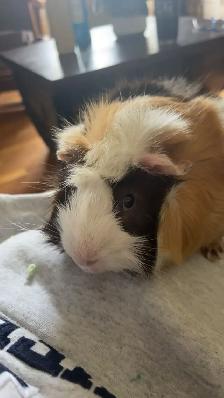2 male Guinea pigs with cage - Photo 4