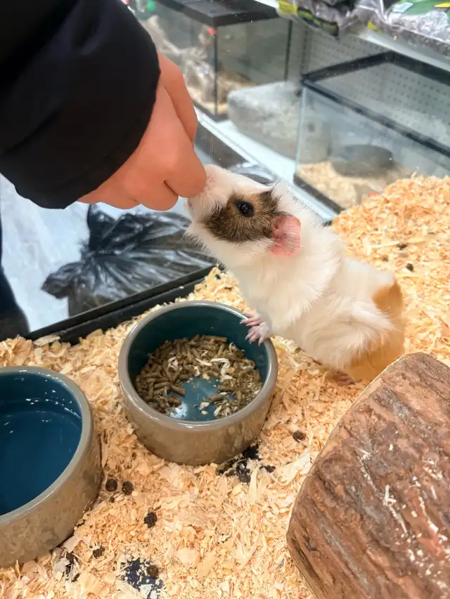 2 male Guinea pigs with cage - Photo 5