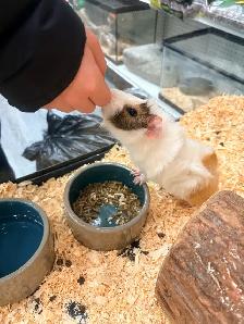 2 male Guinea pigs with cage - Photo 5