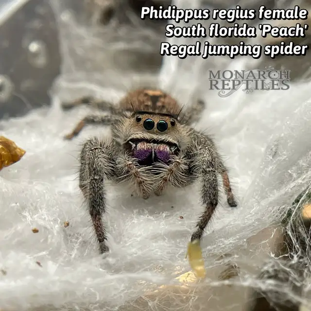 JUMPING SPIDER ( PHIDIPPUS)