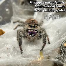 JUMPING SPIDER ( PHIDIPPUS)