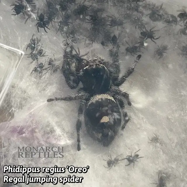 JUMPING SPIDER ( PHIDIPPUS) - Photo 2