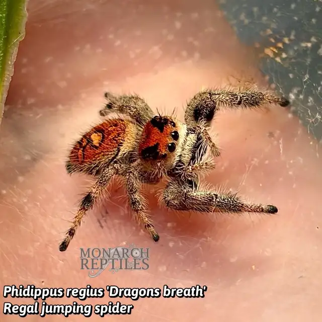 JUMPING SPIDER ( PHIDIPPUS) - Photo 3