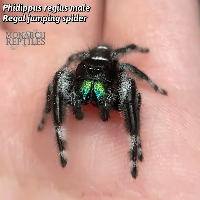 JUMPING SPIDER ( PHIDIPPUS) - Photo 4