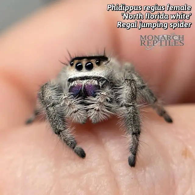 JUMPING SPIDER ( PHIDIPPUS) - Photo 5