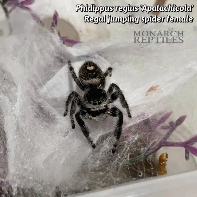 JUMPING SPIDER ( PHIDIPPUS) - Photo 6