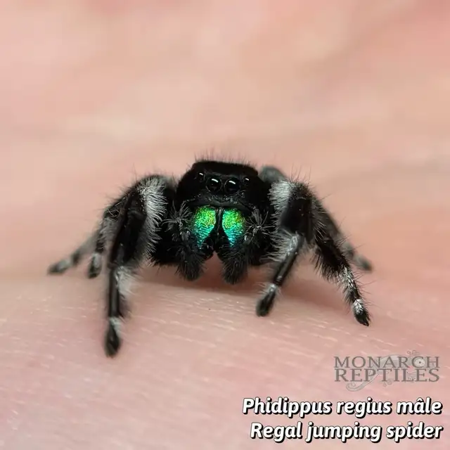 JUMPING SPIDER ( PHIDIPPUS) - Photo 7