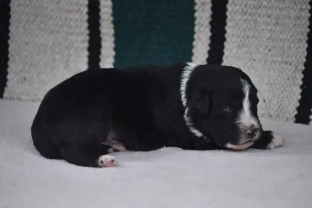 australian shepherd puppies