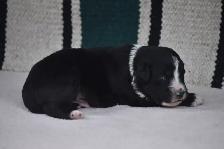 australian shepherd puppies