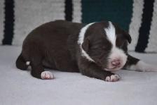 australian shepherd puppies - Photo 2