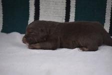 australian shepherd puppies - Photo 3