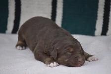 australian shepherd puppies - Photo 4