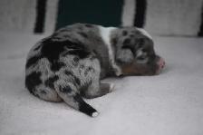 australian shepherd puppies - Photo 5