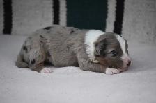 australian shepherd puppies - Photo 6