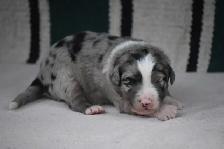 australian shepherd puppies - Photo 7