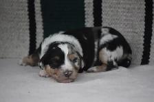 australian shepherd puppies - Photo 8