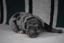 australian shepherd puppies - Photo 9