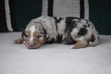 australian shepherd puppies - Photo 10