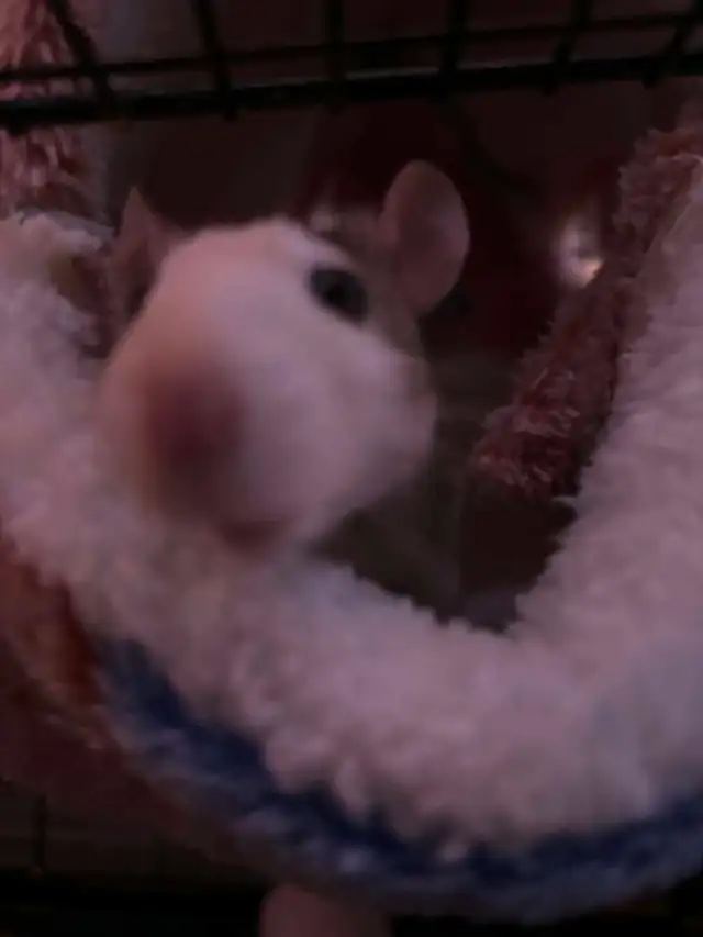 Cage a rat - Photo 2