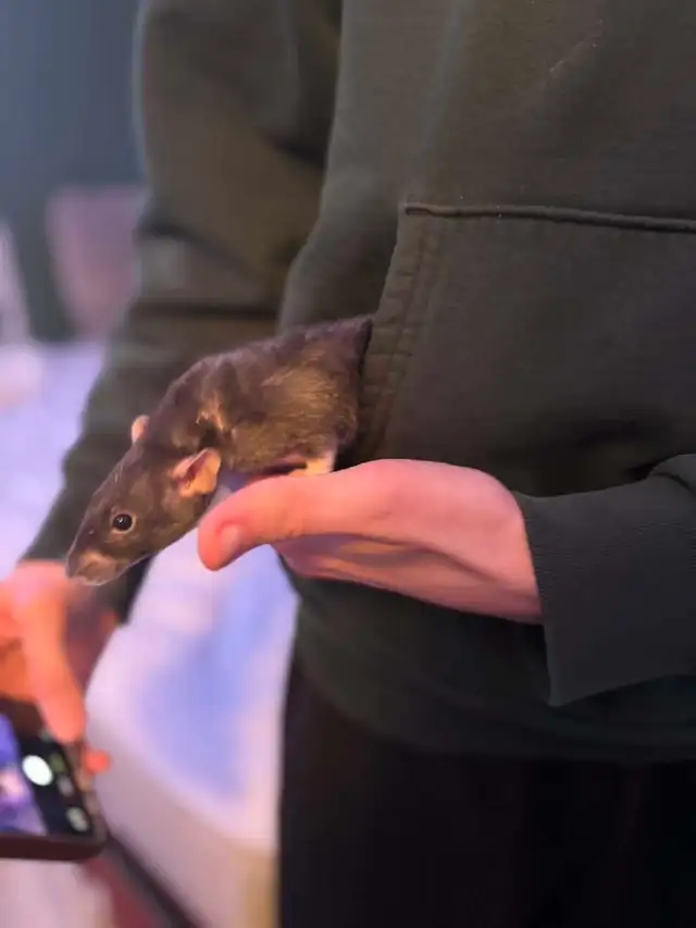 Cage a rat - Photo 3