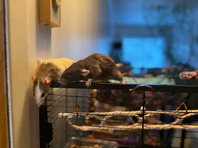 Cage a rat - Photo 4