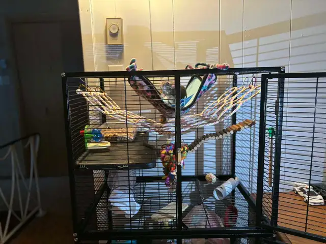 Cage a rat - Photo 5