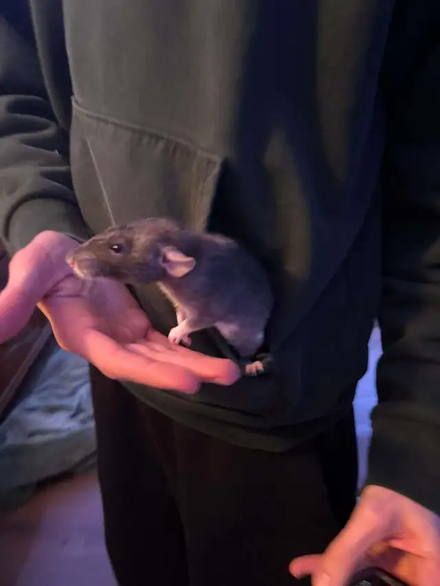 Cage a rat - Photo 8