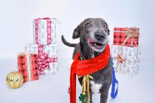 Safe & Reliable Professional Pet Care and Grooming Services - Photo 2